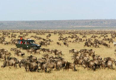 Experiencing the Wild: Self-Drive Safaris in Masai Mara